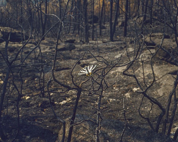 Tras el incendio de A Cañiza —que en aquel momento fue el mayor del año en Galicia (después llegarían muchos más, superándolo
										en extensión y violencia)— regresé varios días más tarde para fotografiar lo que quedaba de un bosque que antes
										estaba vivo. Caminando por el monte, aún marcado por el olor a madera calcinada, me encontré con una mariposa revoloteando
										sobre las ramas quemadas. Pasé horas intentando fotografiarla; incluso tuve que tumbarme a la sombra de un
										árbol carbonizado, afectado por el dolor de cabeza provocado por respirar durante tanto tiempo un aire cargado de humo
										y ceniza. Finalmente, la mariposa se posó en una rama y permaneció inmóvil durante un instante. Me sorprendió que un
										animal tan frágil pudiera habitar un entorno tan hostil, en condiciones que incluso a mí me dificultaban la respiración. Su
										color blanco y su fragilidad se convirtieron para mí en una metáfora de la supervivencia tras el fuego: de la vulnerabilidad
										de los bosques y de cómo incluso un ser frágil puede existir en un paisaje devastado. Una imagen que encarna el dualismo
										entre belleza y horror, entre fragilidad y destrucción.