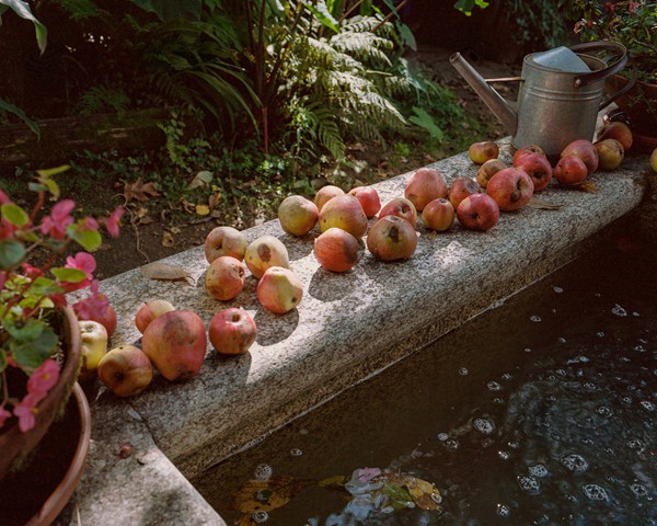 Manzanas casi podridas reposan sobre la piedra de una fuente en el jardín de una casa en Santiago de Compostela, capital
										de Galicia. Esta imagen contrasta con la exuberante vegetación que define la región, modelada por algunas de las precipitaciones
										más elevadas de Europa: Santiago recibe una media anual de 1.573 litros por metro cuadrado. Sin embargo, Galicia
										se enfrenta a la paradoja de ser una región rica en agua y, al mismo tiempo, devastada por los incendios forestales, que en
										algunos años han llegado a representar hasta el 80 % de los incendios de España. Este contraste pone de relieve cómo la gestión
										del territorio y el abandono rural influyen en el equilibrio entre la abundancia natural y los desastres ambientales.