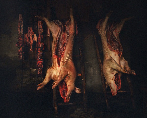 La “matanza do porco” es una tradición profundamente arraigada en Galicia, en la que las familias rurales sacrificaban cerdos
										para obtener productos cárnicos esenciales. Esta práctica, fundamental para la supervivencia en zonas rurales aisladas
										y en el interior gallego, fue durante siglos una forma básica de subsistencia. Aunque hoy está prohibida por motivos de sanidad
										y bienestar animal, este proceso no solo garantizaba alimento para todo el año, sino que también constituía un acontecimiento
										social que reunía a la comunidad. A pesar de su prohibición, algunos vecinos aún mantienen la práctica de manera
										limitada y clandestina, preservando así una parte del rico patrimonio cultural gallego.