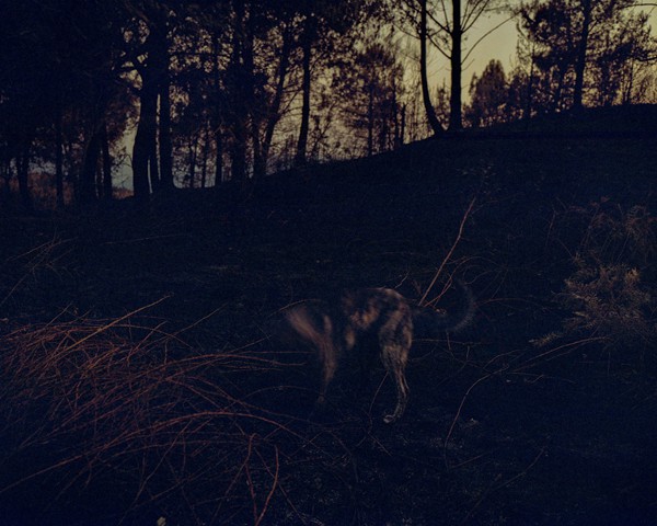 Tras varios días caminando por los bosques quemados, tratando de encontrar una forma distinta de fotografiar un incendio
										forestal —más allá del imaginario colectivo de las llamas, los bomberos y las escenas espectaculares— me sentí bloqueado.
										Durante ese tiempo, un perro que parecía abandonado comenzó a aparecer a mi lado en el bosque. Era llamativo: su pelaje
										reproducía los mismos colores que había adoptado el monte tras el fuego —negros, marrones y naranjas—.
										Después de fotografiarlo en varias ocasiones, comprendí que las formas que adoptaba su cuerpo, especialmente durante mis
										recorridos nocturnos, me evocaban a uno de los pintores que más he admirado: Francis Bacon. En sus movimientos reconocía
										aquellas figuras distorsionadas con las que Bacon expresaba el terror y la tragedia de la existencia. Ese perro, deambulando
										por el bosque calcinado, se convirtió para mí en un símbolo de la devastación, una encarnación de la tragedia que
										permanece tras el incendio. Obras como Three Studies for Figures at the Base of a Crucifixion sirvieron de inspiración para
										esta imagen.