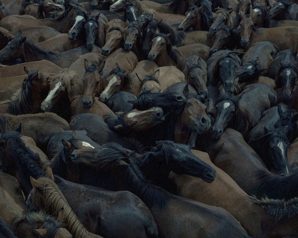 El caballo salvaje gallego, también conocido como “besta”, constituye un legado cultural único, estrechamente vinculado a la
										historia de Galicia, su paisaje rural y sus valores naturales. En el último medio siglo, la población de este animal se ha reducido
										a la mitad. Factores como el abandono del medio rural, la deforestación provocada por los incendios o la replantación
										de especies invasoras están conduciendo al colapso de la población de caballos salvajes, hasta el punto de que ha pasado de
										22.000 a menos de 10.000 ejemplares en los últimos 50 años, según una tesis doctoral de la Universidad de A Coruña. Estos
										animales contribuyen a mitigar algunos de los problemas derivados de la emergencia climática, la despoblación rural y la
										crisis de biodiversidad. Aunque esta colonia de “bestas” sigue siendo la mayor de Europa, se encuentra en grave riesgo de
										desaparición, según estudios de la Universidad de A Coruña.